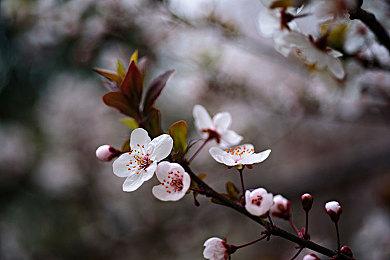 《片轮少女》8月登陆Steam 经典温馨恋爱游戏